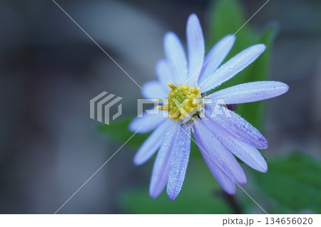 野菊についた水滴 134656020