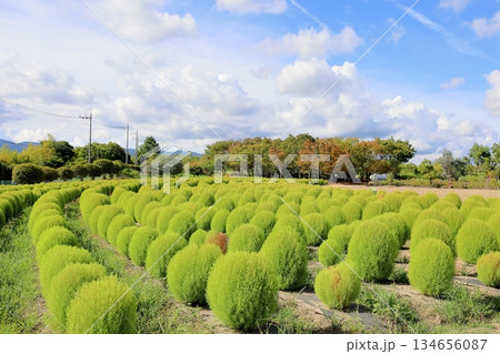 爽やか　コキア 134656087