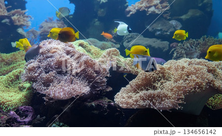 《AI画像》水槽の中で泳ぐ熱帯魚 《AI画像》水槽の中で泳ぐ熱帯魚 134656142