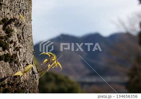 木の新芽 木の新芽 134656356