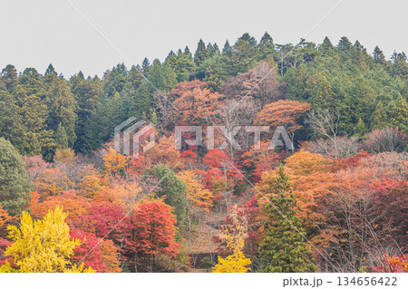 豊田市の大井平公園の風景(愛知県) 134656422