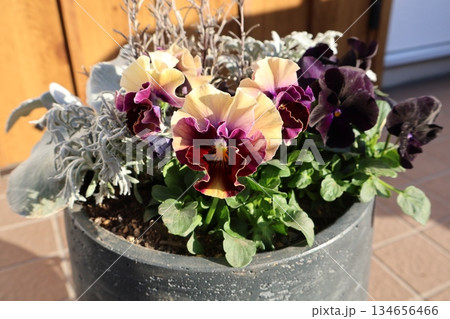 フリルパンジーと黒ビオラの寄せ植え 134656466