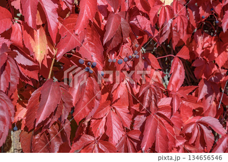 A wall of red and burgundy leaves of five-leafed Virginia Creeper grapes in autumn 134656546