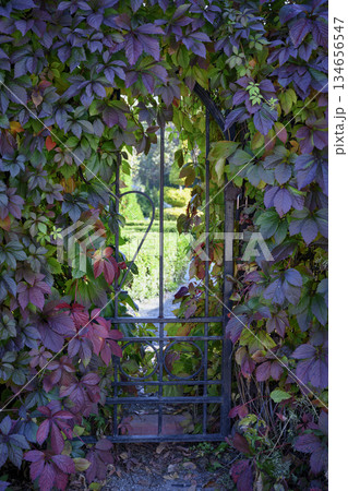 A wrought-iron door to the garden, densely entwined with burgundy leaves of Virginia Creeper grapes 134656547