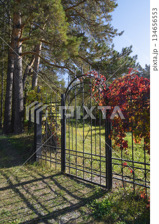 Wrought iron fence with a door covered with burgundy leaves of grapes in a pine forest in autumn 134656553