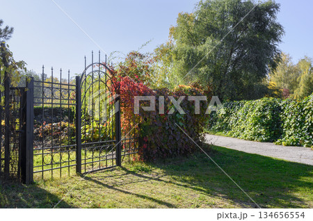 Wrought iron fence with a door covered with burgundy leaves of grapes in a pine forest in autumn 134656554