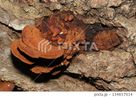 古木に生える茶褐色のネンドタケ茸株（アウトドアフィールド菌・キノコ類マクロ撮影） 134657014