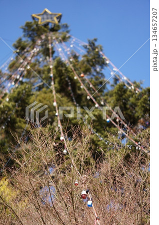 クリスマスのもみの木 134657207
