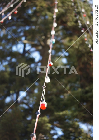 もみの木の電飾 もみの木の電飾 134657210