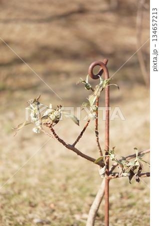 不思議な植物 134657213