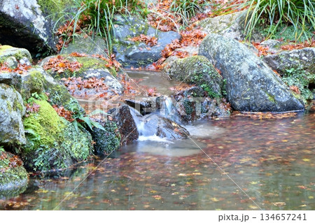 清流を彩る散り紅葉と静寂の庭 134657241