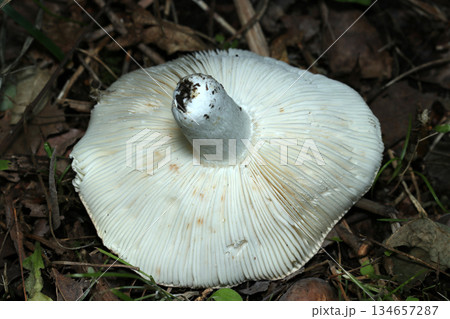 ベニタケ属カワリハツ茸のきれいな白い裏面カサヒダ＆柄写真（自然下菌・キノコ類マクロ撮影） 134657287