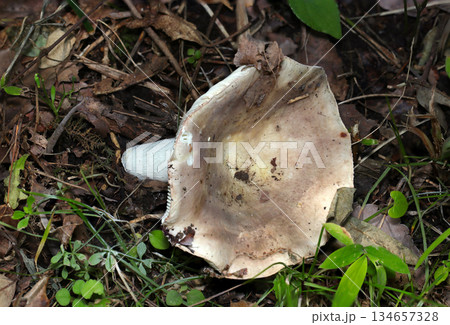 緑地に生える大きく成長した盃形状のベニタケ属カワリハツ茸全体像(自然下菌・キノコ類マクロ撮影) 緑地に生える大きく成長した盃形状のベニタケ属カワリハツ茸全体像(自然下菌・キノコ類マクロ撮影) 134657328