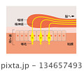 嗅上皮（きゅうじょうひ）の仕組み　匂い分子を感知　匂いを感じるための粘膜組織 134657493