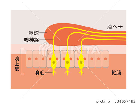嗅上皮(きゅうじょうひ)の仕組み 匂い分子を感知 匂いを感じるための粘膜組織 嗅上皮(きゅうじょうひ)の仕組み 匂い分子を感知 匂いを感じるための粘膜組織 134657493