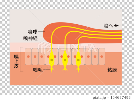 嗅上皮(きゅうじょうひ)の仕組み 匂い分子を感知 匂いを感じるための粘膜組織 嗅上皮(きゅうじょうひ)の仕組み 匂い分子を感知 匂いを感じるための粘膜組織 134657493