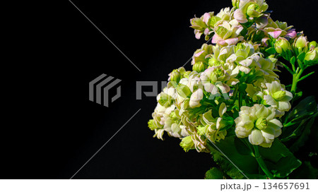 カランコエの花のアップ 134657691