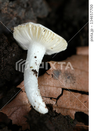 林床の腐葉土にベニタケ属茸のきれいな白い裏面カサヒダ&柄写真(自然下菌・キノコ類マクロ撮影) 林床の腐葉土にベニタケ属茸のきれいな白い裏面カサヒダ&柄写真(自然下菌・キノコ類マクロ撮影) 134657700