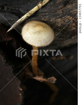 暗い林内にカサに細かい繊毛が生えるビロードツエタケキノコ(自然下菌・キノコ類マクロ撮影) 暗い林内にカサに細かい繊毛が生えるビロードツエタケキノコ(自然下菌・キノコ類マクロ撮影) 134657701
