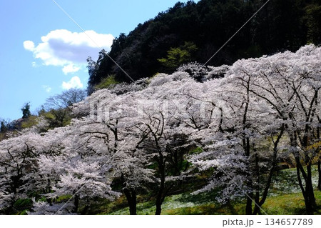 山斜面に咲く桜　【相模原市津久井　4月】 134657789