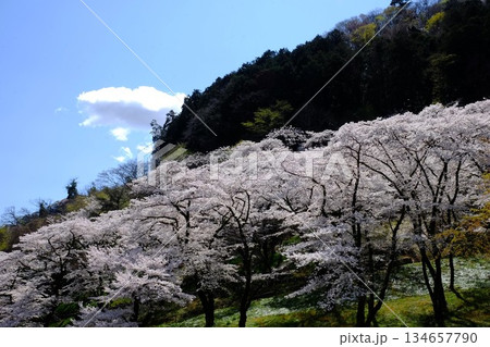 山の斜面に咲く染井吉野 【相模原市津久井 4月】 山の斜面に咲く染井吉野 【相模原市津久井 4月】 134657790