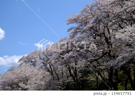 青空に咲く満開の桜　【相模原市津久井　4月】 134657791