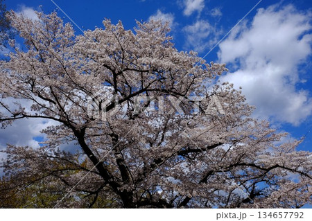 古木の桜　満開　【相模原市津久井　4月】 134657792