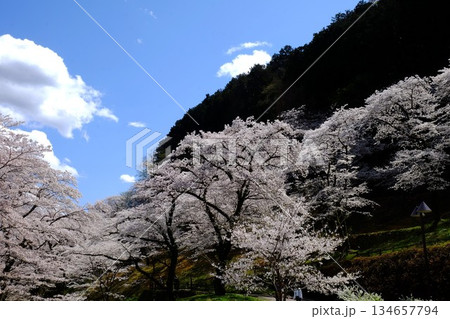 青空と満開の桜 【相模原市津久井 4月】 青空と満開の桜 【相模原市津久井 4月】 134657794