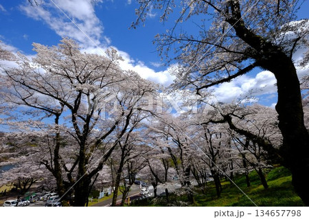 津久井湖城山公園　満開の桜　【相模原市津久井　4月】 134657798