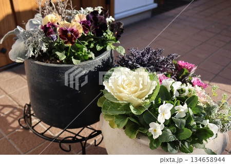 ハボタンの寄せ植えとフリルパンジーの寄せ植え 134658944