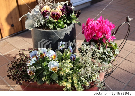 フリルビオラの寄せ植えとシクラメン フリルビオラの寄せ植えとシクラメン 134658946