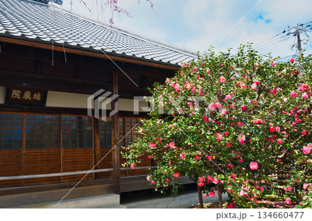 京都　地蔵院（椿寺）五色八重散椿（京都府京都市北区） 134660477