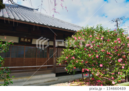 京都 地蔵院(椿寺)五色八重散椿(京都府京都市北区) 京都 地蔵院(椿寺)五色八重散椿(京都府京都市北区) 134660489