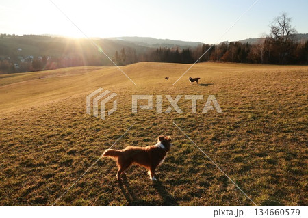 Dog is standing in a field with a sun shining on it Dog is standing in a field with a sun shining on it 134660579