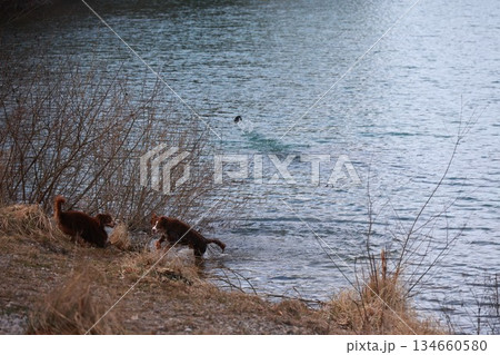 Three cats are walking on the shore of a lake 134660580