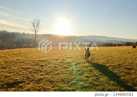 Dog is running in a field with a bright sun in the background Dog is running in a field with a bright sun in the background 134660581
