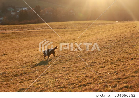 Dog is running through a field of grass Dog is running through a field of grass 134660582