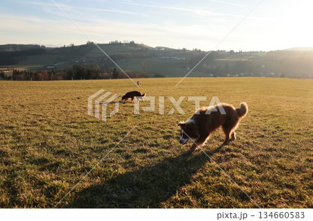 Two dogs are playing in a field 134660583