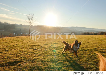 Dog is running in a field with the sun shining on it 134660584