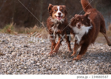Two dogs are running on a rocky surface, one of them is brown 134660587