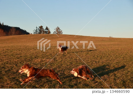 Three dogs are running in a field, one of which is a brown and white dog 134660590