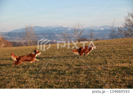 Two dogs running in a field with mountains in the background Two dogs running in a field with mountains in the background 134660593
