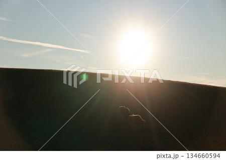 Horse is standing in the sun on a hill Horse is standing in the sun on a hill 134660594