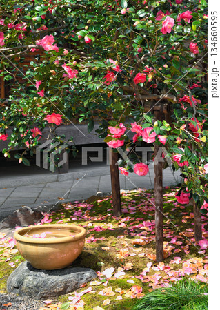 京都　地蔵院（椿寺）五色八重散椿（京都府京都市北区） 134660595