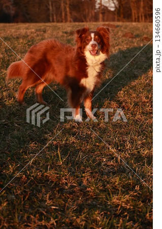 Brown and white dog is standing in a field 134660596