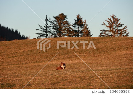 Dog is laying in a field of tall grass 134660598