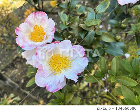白い花弁にピンクの縁取りが美しい山茶花の花のクローズアップと鮮やかな黄色い蕊 134660680