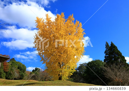 銀杏の木 134660839