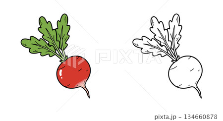 シンプルなラディッシュのアイコンイラスト 134660878