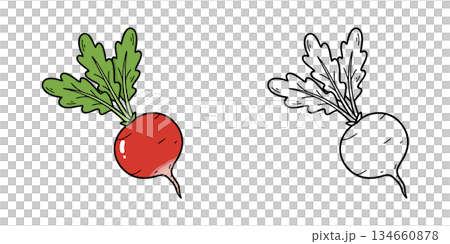 シンプルなラディッシュのアイコンイラスト 134660878